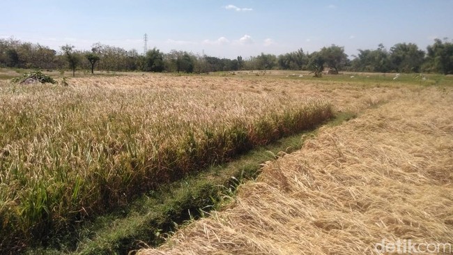 9.300 Hektare Sawah Gagal Panen