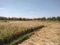 9.300 Hektare Sawah Gagal Panen