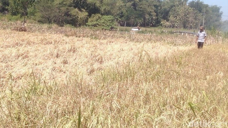 Warga Jatim Siap-siap, Jawa Timur akan Alami 60 Hari Tanpa Hujan Warga Jatim Siap-siap, Jawa Timur akan Alami 60 Hari Tanpa Hujan