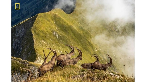 Ada 9 pemenang, yakni tiga di setiap kategori serta ada dua untuk pemenang kehormatan. Foto bernama King of the Alps oleh Jonas Schafer meraih penghargaan kehormatan di kategori Nature (Jonas Schafer/National Geographic/CNN)