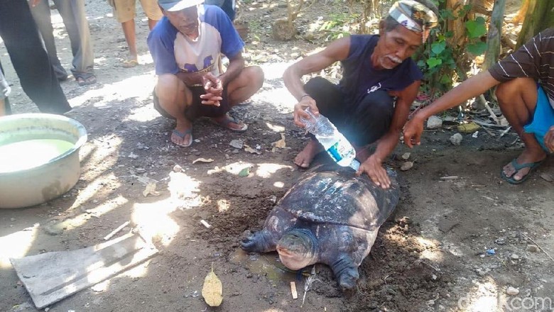 Warga Ponorogo Kaget Saat Mancing Dapat Bulus di Sungai Kaliombo Warga Ponorogo Kaget Saat Mancing Dapat Bulus di Sungai Kaliombo