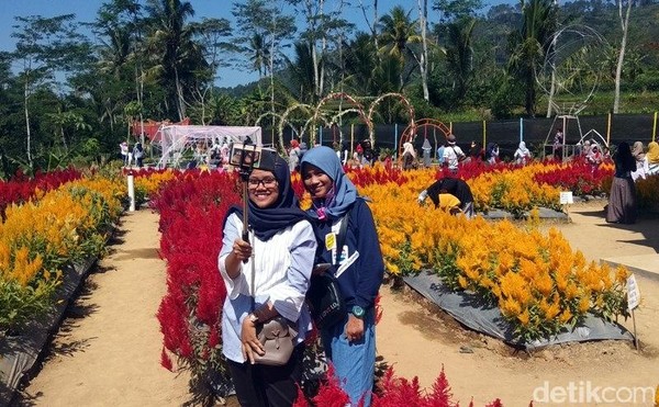 Mayoritas pengunjungnya tentu anak muda. Mereka asyik selfie dengan latar belakang hamparan bunga celosia yang cantik. (Eko Susanto/detikcom) Mayoritas pengunjungnya tentu anak muda. Mereka asyik selfie dengan latar belakang hamparan bunga celosia yang cantik. (Eko Susanto/detikcom)