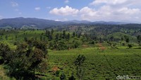 Bukit Indah Gambung, yang berada di Kecamatan Pasir Jambu, Kabupaten Bandung, Jawa Barat menjadi objek wisata baru bagi para pencinta foto selfie. (Wisma Putra/detikcom)