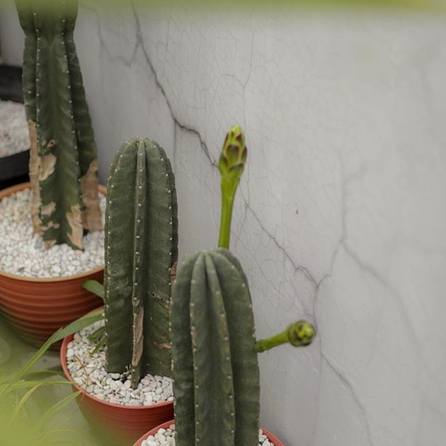 Sebagai pencinta tanaman, Dhatu menanam beberapa tumbuhan pada pot-pot kecil, contohnya kaktus. Tanaman hidup akan menambah nuansa sejuk pada rumah. Tapi harus rajin dirawat agar tumbuh subur dan semakin hijau. Foto: Instagram/@dhaturembulan