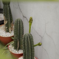 Sebagai pencinta tanaman, Dhatu menanam beberapa tumbuhan pada pot-pot kecil, contohnya kaktus. Tanaman hidup akan menambah nuansa sejuk pada rumah. Tapi harus rajin dirawat agar tumbuh subur dan semakin hijau. Foto: Instagram/@dhaturembulan