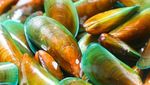 Uniknya Aneka Jenis Kerang, Ada yang Mungil dan Super Besar