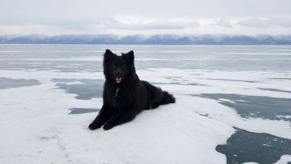 Memang, tak mudah untuk membuat danau ini menjadi daratan sementara. Ketika saat itu tiba, danau ini akan jadi salah satu destinasi musim dingin di Rusia. (iStock) Memang, tak mudah untuk membuat danau ini menjadi daratan sementara. Ketika saat itu tiba, danau ini akan jadi salah satu destinasi musim dingin di Rusia. (iStock)