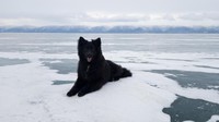 Memang, tak mudah untuk membuat danau ini menjadi daratan sementara. Ketika saat itu tiba, danau ini akan jadi salah satu destinasi musim dingin di Rusia. (iStock)