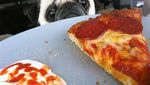 Gemas Banget! Pose Anjing Imut Saat Minta Makanan Ini Bikin Ngakak