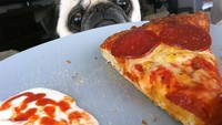 Mata bulat dan wajah melas dari anjing imut ini membuatnya terlihat sangat mengidamkan pizza hangat. Foto: Istimewa