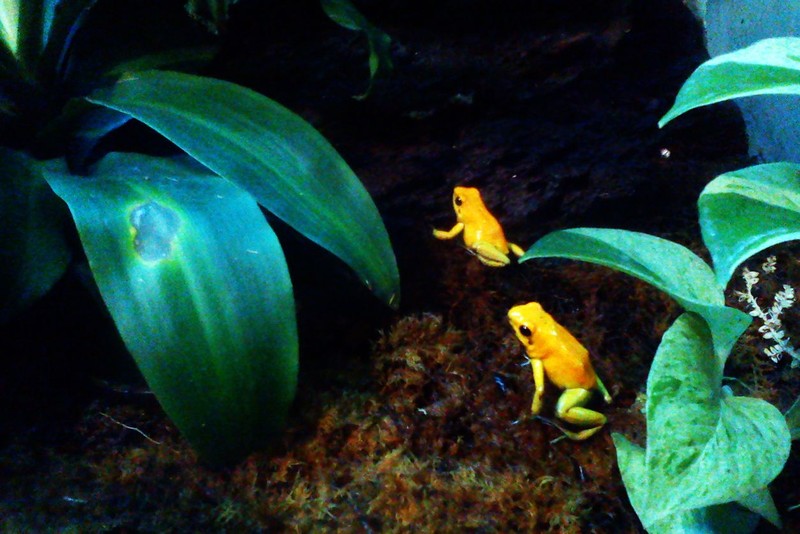 Golden Poison Frog