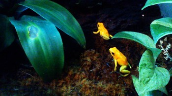 Poison Dart adalah nama kelompok besar yang beragam dari katak berwarna cerah yang sebagian besar hidup di Amerika Selatan bagian utara. Racunnya, yang disebut batrachotoxin, sangat kuat sehingga hanya dari satu katak racunnya cukup untuk membunuh 10 pria dewasa. Hanya dua mikrogram racunnya, sudah cukup untuk membunuh satu individu. Foto: (iStock)