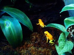 9 Hewan Paling Berbahaya di Dunia