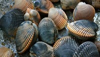 Kerang dara dan kerang yang memiliki gurat pada permukaan cangkangnya masuk dalam jenis cockles clams. Ukuran kerang ini ada yang kecil hingga besar. Foto: istimewa