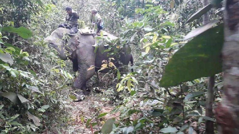Konflik Antar Gajah Jadi Kendala Penggiringan Gajah Liar di Riau Konflik Antar Gajah Jadi Kendala Penggiringan Gajah Liar di Riau
