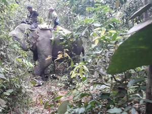 Konflik Antar Gajah Jadi Kendala Penggiringan Gajah Liar di Riau