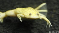 Keberadaanya mengancam kelangsungan hidup katak endemik yang berada di suatu habitat, karena memiliki tubuh yang beracun. Katak ini juga dikenal membuat air menjadi keruh (Yudha/detikcom)