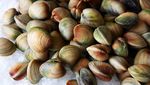 Uniknya Aneka Jenis Kerang, Ada yang Mungil dan Super Besar