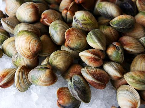 kerang unik