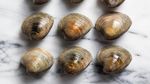 Uniknya Aneka Jenis Kerang, Ada yang Mungil dan Super Besar