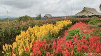 Taman bunga Celosia berwarna merah dan kuning ini contohnya, spot ini jadi lokasi favorit bagi pengunjung untuk berswafoto. (Dadang Hermansyah/detikcom)