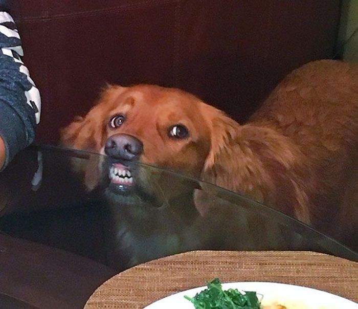Gemas Banget Pose Anjing Imut Saat Minta Makanan Ini Bikin Ngakak