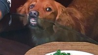 Saking tak kuatnya menahan rasa lapar ketika melihat barisan makanan di atas meja, anjing yang satu ini sampai tempelkan mulutnya di meja kaca. Foto: Istimewa