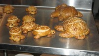  Kalau yang satu ini, roti-roti imut ini dibuat mirip seperti kawanan kura-kura asli yang tengah bersantai di tepi pantai. Foto: Istimewa