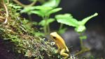 Foto: Katak Emas yang Mampu Membunuh Manusia