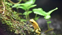Katak emas ini ukurannya kecil. Panjangnya kisaran 1,5 cm sampai 5 cm dan beratnya hanya 30 gram. Warna kulitnya yang kuning begitu mencolok (iStock)