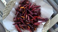 Tak hanya Thailand. Gunung Kidul Yogyakarta punya walang goreng. Ini adalah belalang goreng dengan tekstur renyah dengan sensasi rasa gurih. Foto: gemala.me