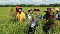 Lewat instagramnya, Arinal terbilang aktif membagikan banyak momen. Kali ini ia terlihat tengah memanen padi bersama wakil gubernur sekaligus bersama warga. Foto: instagram @arinal_djunaidi