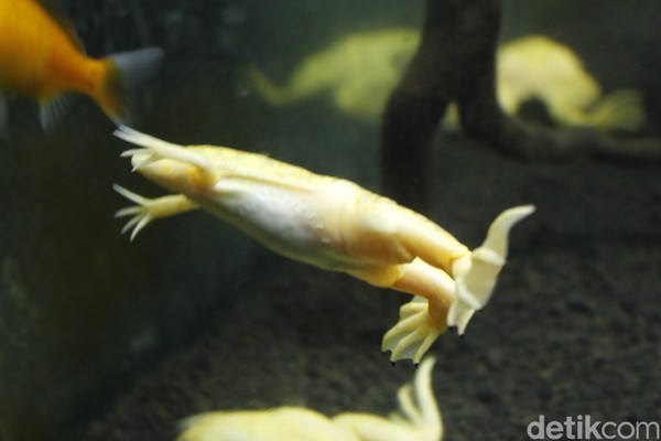 Museum Discovery memiliki 13 ekor katak albino (Xenopus laevis), perawatannya cukup mudah karena hewan ini bisa hidup meski tanpa saringan air (Yudha/detikcom)