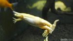 Foto: Katak Albino Afrika Ada di Bandung!