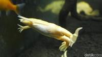 Museum Discovery memiliki 13 ekor katak albino (Xenopus laevis), perawatannya cukup mudah karena hewan ini bisa hidup meski tanpa saringan air (Yudha/detikcom)