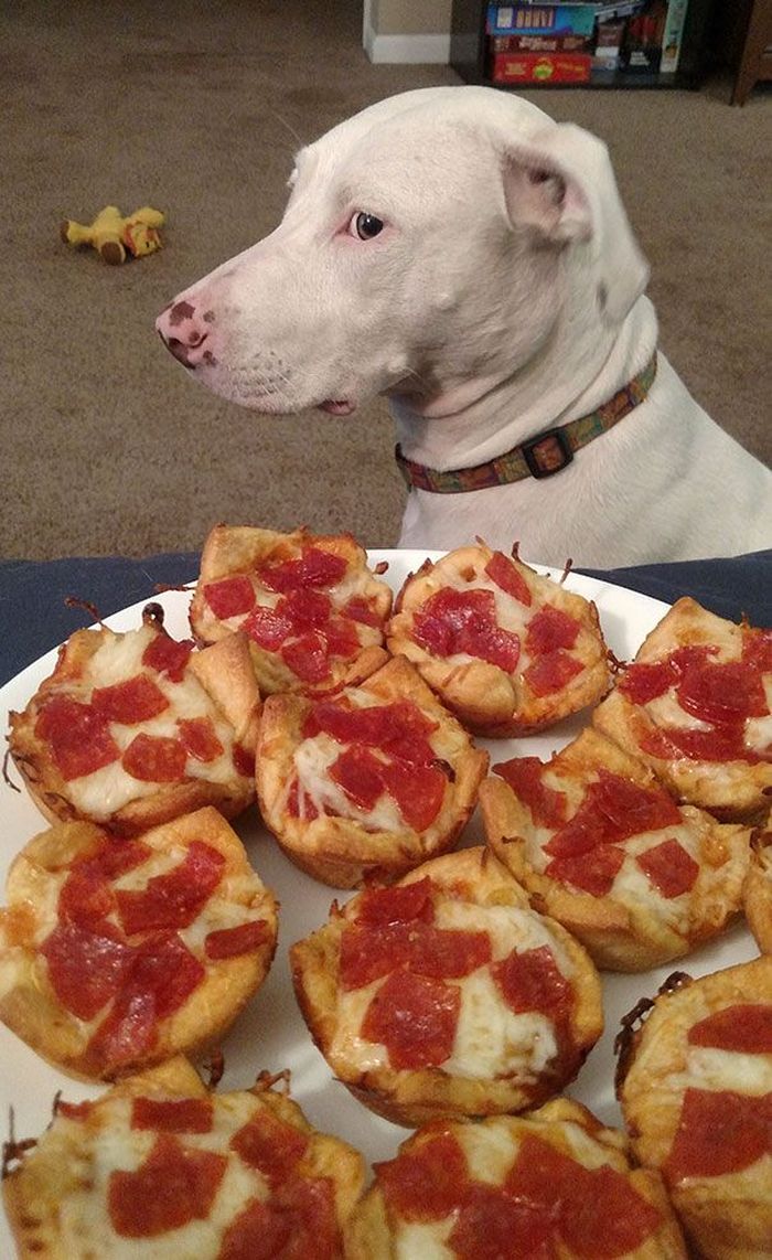 Gemas Banget Pose Anjing Imut Saat Minta Makanan Ini Bikin Ngakak Foto 6