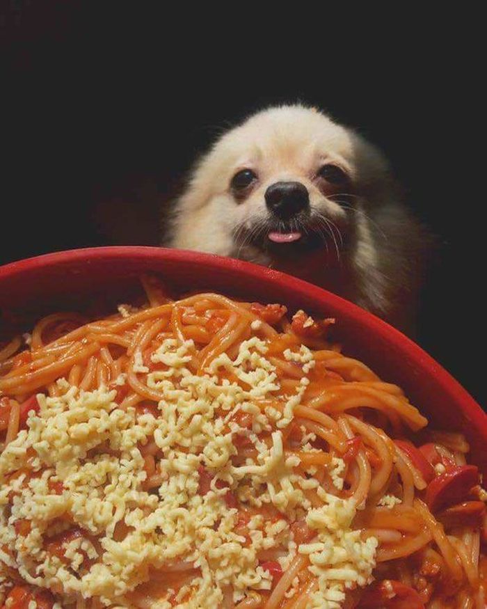 Gemas Banget Pose Anjing Imut Saat Minta Makanan Ini Bikin Ngakak