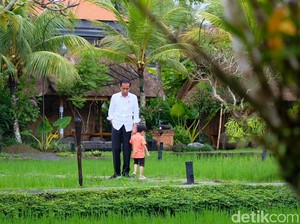 Makan Siang di Ubud, Jokowi Temani Jan Ethes Main di Tepi Sawah