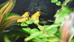 Foto: Katak Emas yang Mampu Membunuh Manusia
