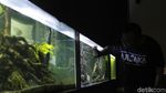Foto: Katak Albino Afrika Ada di Bandung!