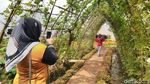 Foto: Kampoeng Sawah yang Instagramable di Ciamis