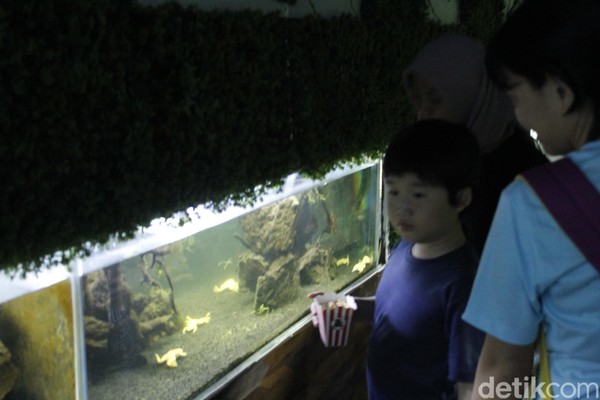 African Clawed Frog atau katak bercakar dari Afrika ini, merupakan salah satu hewan di Museum Discovery, di kawasan Kota Mini Floating Market. Hewan ini berasal dari Sahara, Afrika (Yudha/detikcom) African Clawed Frog atau katak bercakar dari Afrika ini, merupakan salah satu hewan di Museum Discovery, di kawasan Kota Mini Floating Market. Hewan ini berasal dari Sahara, Afrika (Yudha/detikcom)