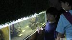 Foto: Katak Albino Afrika Ada di Bandung!
