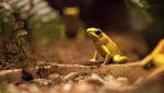Foto: Katak Emas yang Mampu Membunuh Manusia