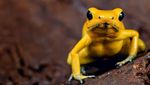Foto: Katak Emas yang Mampu Membunuh Manusia