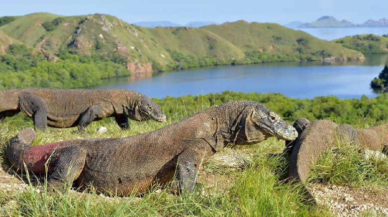 5 Hal Tentang Pulau  Komodo  yang  Harus Diketahui