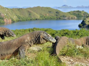 5 Hal Tentang Pulau Komodo yang Harus Diketahui