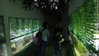 Di kalangan ilmiah katak bercakar ini dinamai Xenopus laevis. Xenopus jantan memiliki ukuran badan dan kaki lebih langsing dibandingkan betinanya (Yudha/detikcom)