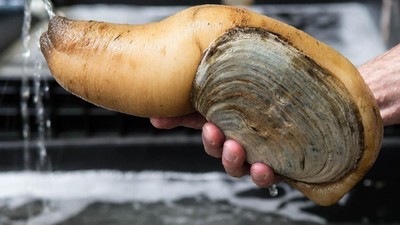 Uniknya Aneka Jenis Kerang, Ada yang Mungil dan Super Besar