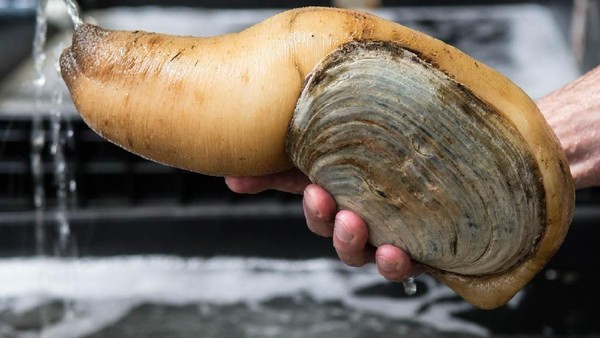 Uniknya Aneka Jenis Kerang, Ada yang Mungil dan Super Besar